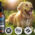 UltraK9 Pro Review: Does the Healthy Pets Supplement Work for Dogs?