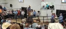 Guy Bynum Livestock – Stanley Bros